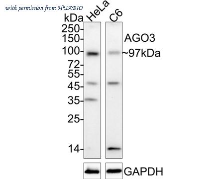 HUABIO ET1701-26 image 1