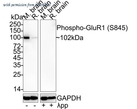 HUABIO ET1701-28 image 1