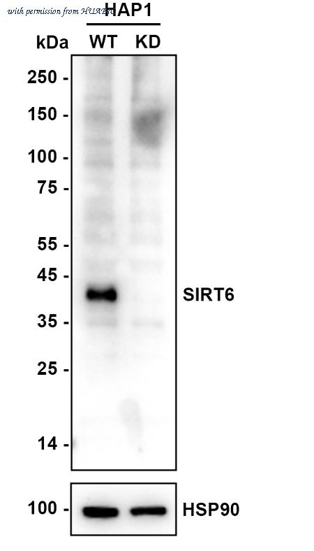 HUABIO ET1701-29 image 2