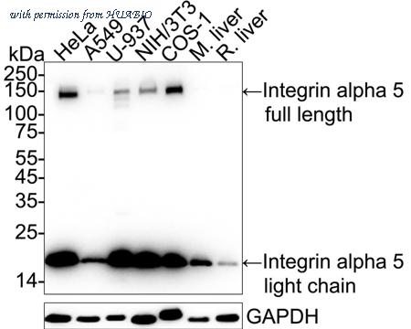 HUABIO ET1701-58 image 1
