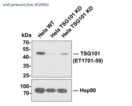 HUABIO ET1701-59-50UL image 2