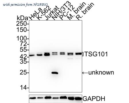 HUABIO ET1701-59-50UL image 3