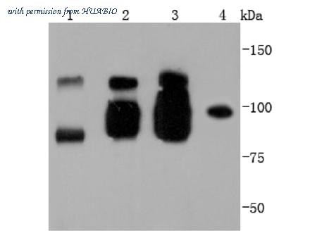 HUABIO ET1701-93 image 1