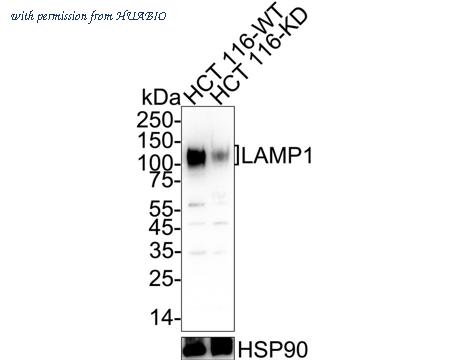 HUABIO ET1701-94 image 2