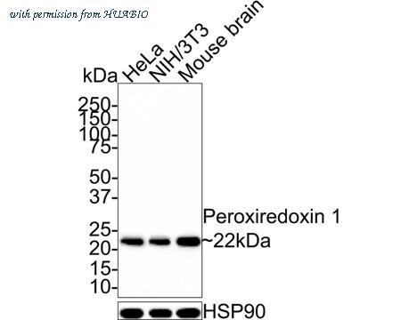 HUABIO ET1702-08 image 1