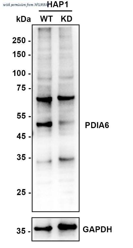 HUABIO ET1702-26 image 2