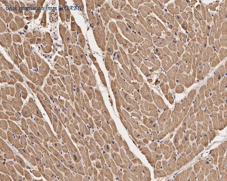 HUABIO ET1702-37 image 2