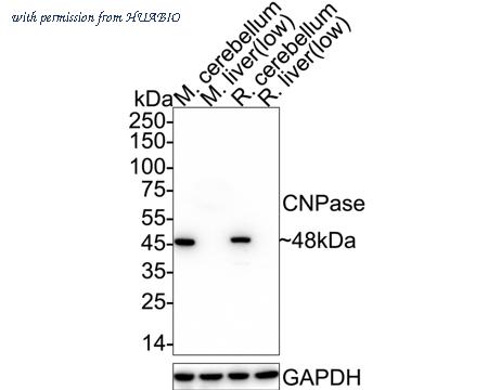 HUABIO ET1702-46 image 2