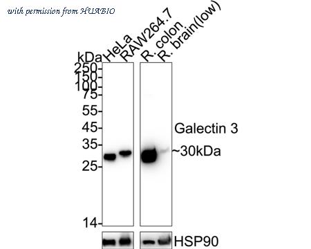 HUABIO ET1702-48 image 1