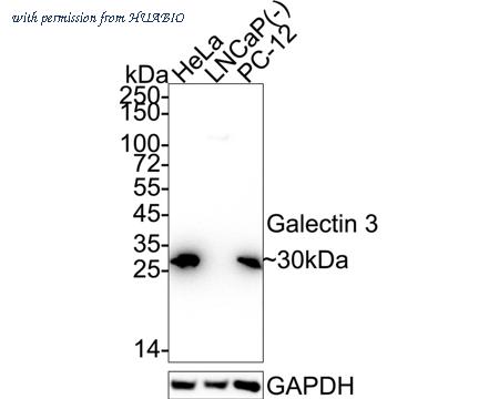 HUABIO ET1702-48 image 2