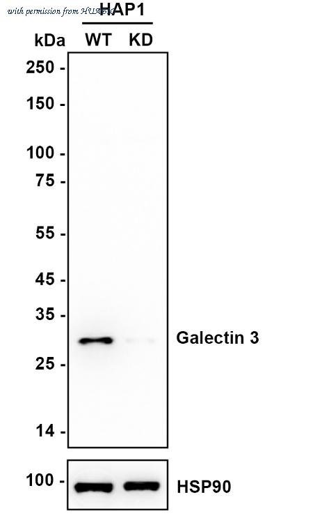 HUABIO ET1702-48 image 3