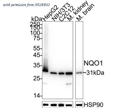 HUABIO ET1702-50 image 2