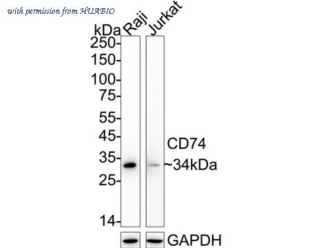 HUABIO ET1702-51 image 1