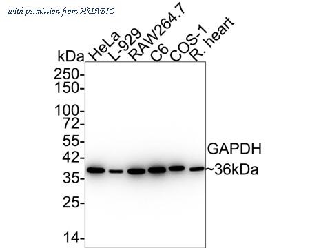 HUABIO ET1702-66 image 1