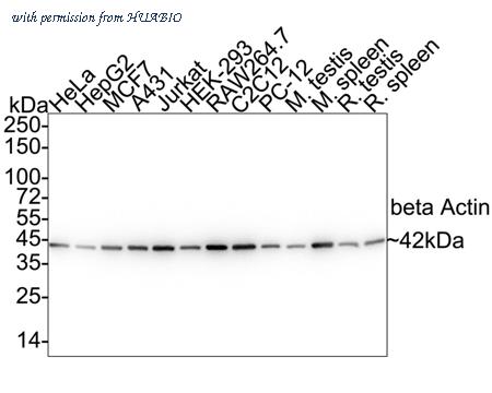 HUABIO ET1702-67 image 1