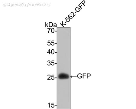 HUABIO ET1702-69 image 2