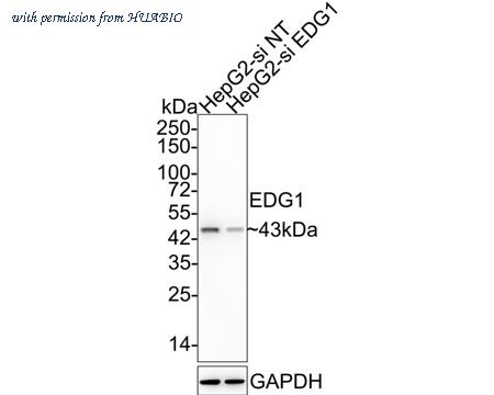 HUABIO ET1703-27-50UL image 2