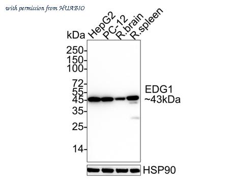 HUABIO ET1703-27-50UL image 3