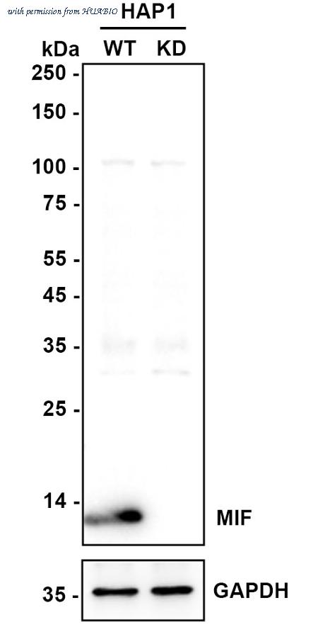 HUABIO ET1703-89 image 1