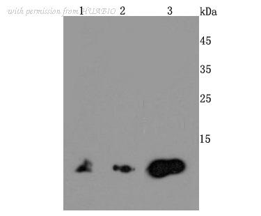 HUABIO ET1703-89 image 2