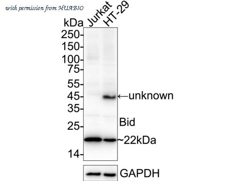 HUABIO ET1703-92 image 1