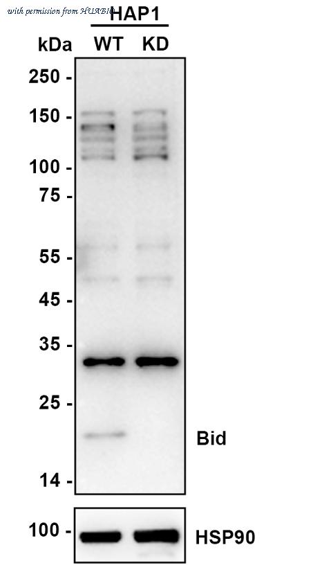 HUABIO ET1703-92 image 2