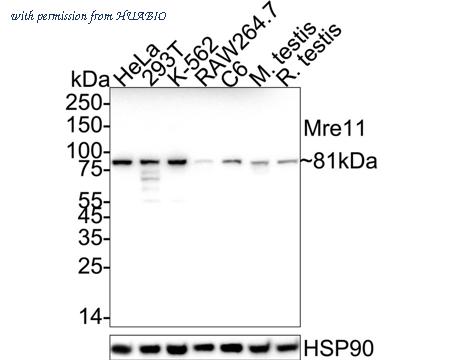 HUABIO ET1703-99 image 1