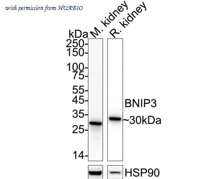 HUABIO ET1704-08 image 3