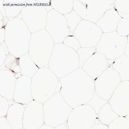 HUABIO ET1704-19 image 1