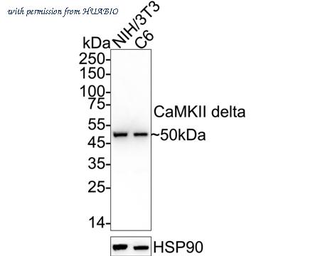HUABIO ET1704-37 image 1