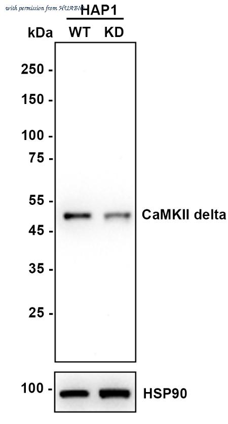 HUABIO ET1704-37 image 2