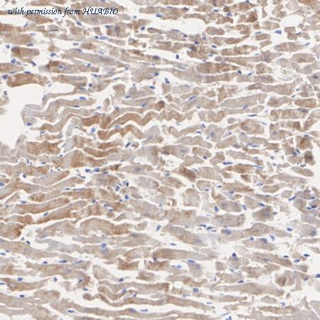 HUABIO ET1704-37 image 3