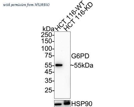 HUABIO ET1704-39 image 1