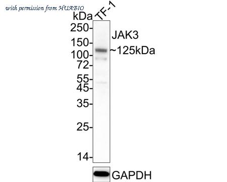 HUABIO ET1705-1 image 1