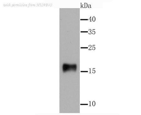 HUABIO ET1705-48 image 1