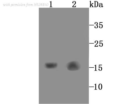 HUABIO ET1705-53 image 2