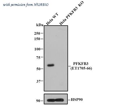 HUABIO ET1705-66 image 1