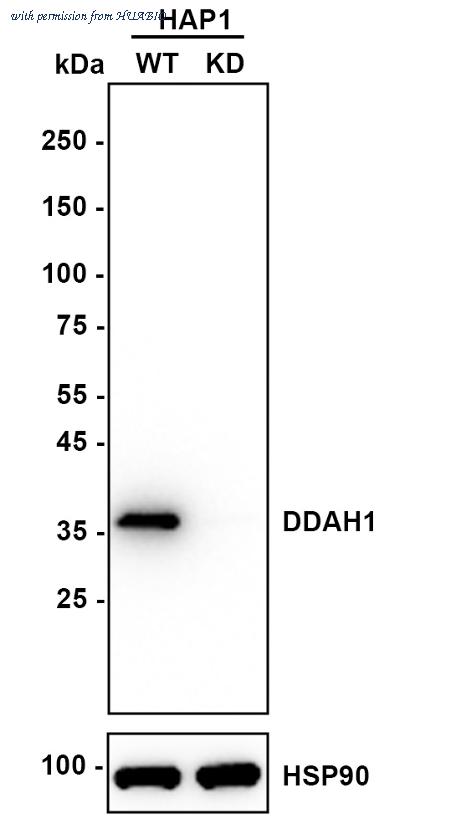HUABIO ET1705-71 image 1