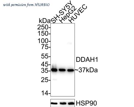 HUABIO ET1705-71 image 2