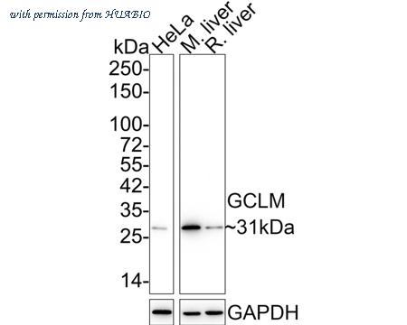 HUABIO ET1705-87 image 2