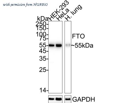 HUABIO ET1705-89 image 1