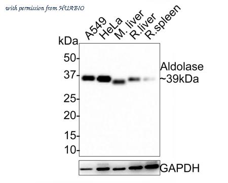HUABIO ET1705-91 image 1