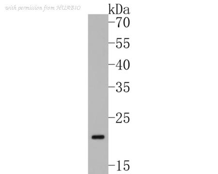 HUABIO ET1706-02 image 2