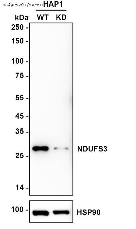 HUABIO ET1706-07 image 1