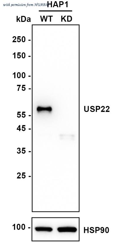 HUABIO ET1706-13 image 2