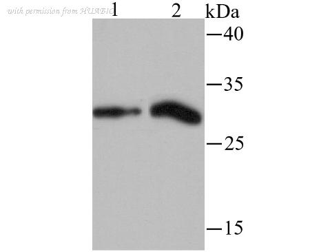 HUABIO ET1706-26 image 3
