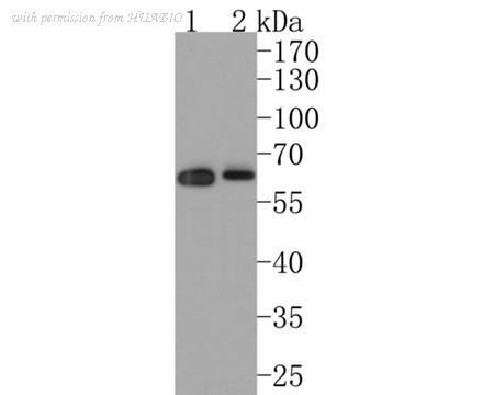 HUABIO ET1706-37 image 2