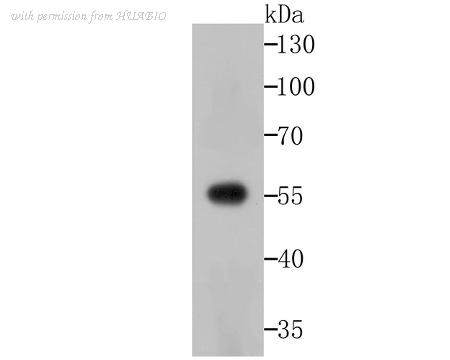 HUABIO ET1706-37 image 3