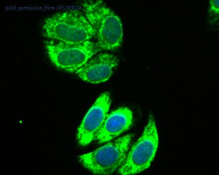 HUABIO ET7106-61 image 3