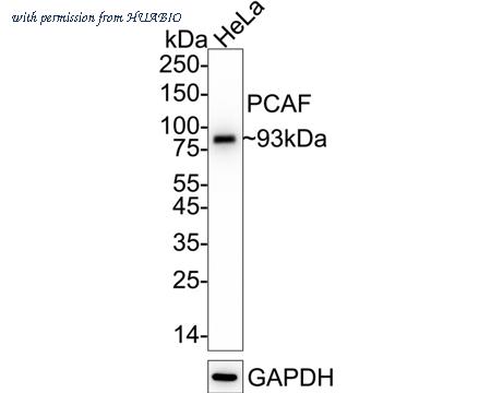 HUABIO ET7106-79 image 1